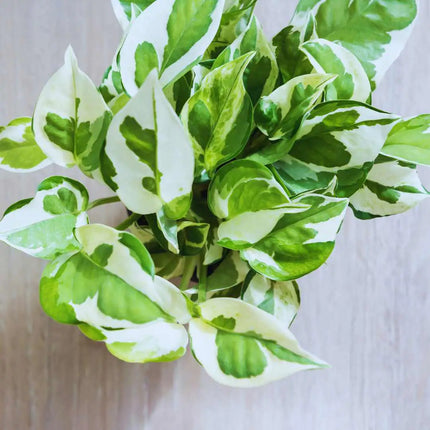 Starter Terrarienpflanzen Set – 8 Pflanzen für dein perfektes Setup