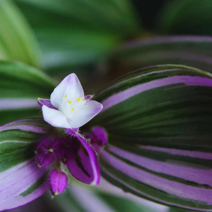 Tradescantia zebrina 'Nanouk'