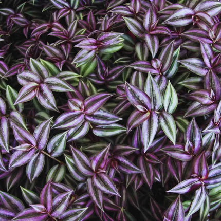 Tradescantia zebrina 'Nanouk'