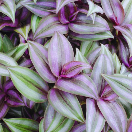 Tradescantia zebrina 'Nanouk'