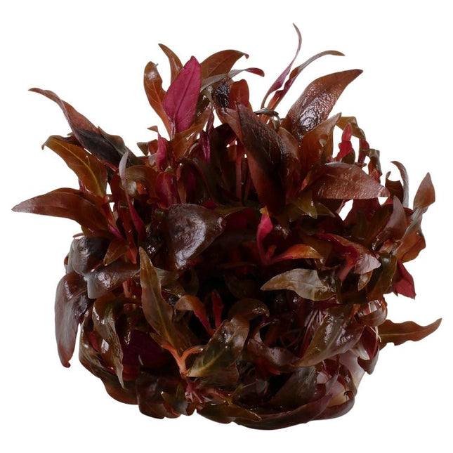 Alternanthera reineckii 'Mini' - Mini Papageienblatt | In - Vitro - AquaLifeScape