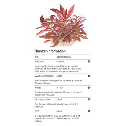 Alternanthera reineckii 'Mini' - Mini Papageienblatt | In - Vitro - AquaLifeScape