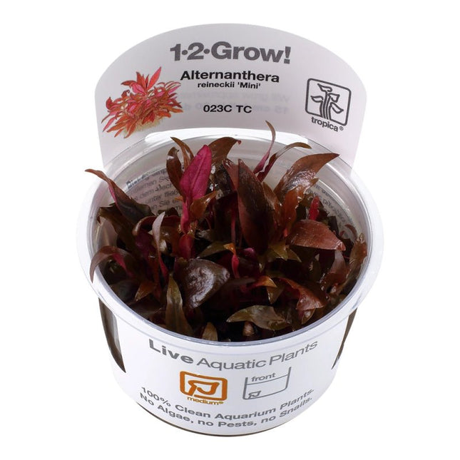 Alternanthera reineckii 'Mini' - Mini Papageienblatt | In - Vitro - AquaLifeScape