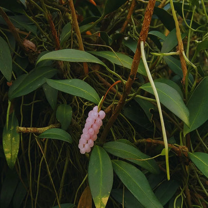 Anthurium scandens - AquaLifeScape