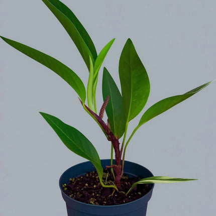 Anthurium scandens - AquaLifeScape