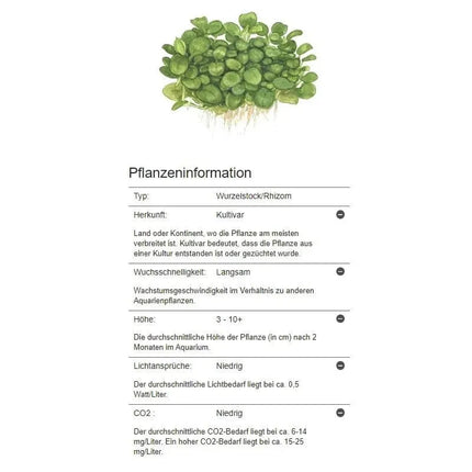 Anubias barteri Mini Coin - Mini-Zwergspeerblatt | In-Vitro AquaLifeScape