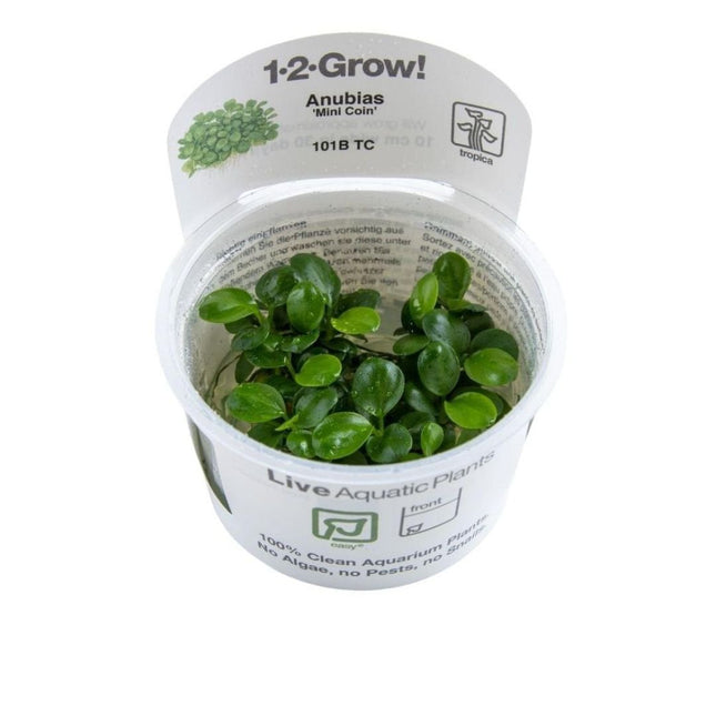 Anubias barteri Mini Coin - Mini - Zwergspeerblatt | In - Vitro - AquaLifeScape