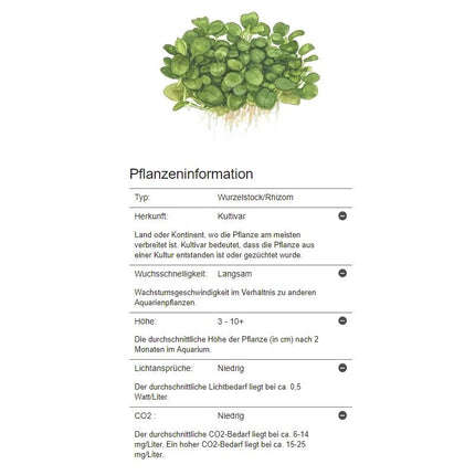 Anubias barteri Mini Coin - Mini - Zwergspeerblatt | In - Vitro - AquaLifeScape
