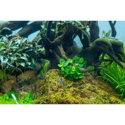 Anubias barteri Mini Coin - Mini - Zwergspeerblatt | In - Vitro - AquaLifeScape