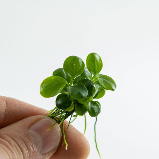 Anubias barteri Mini Coin - Mini - Zwergspeerblatt | In - Vitro - AquaLifeScape
