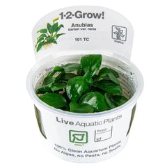 Anubias barteri var. Nana - Zwergspeerblatt | In-Vitro AquaLifeScape