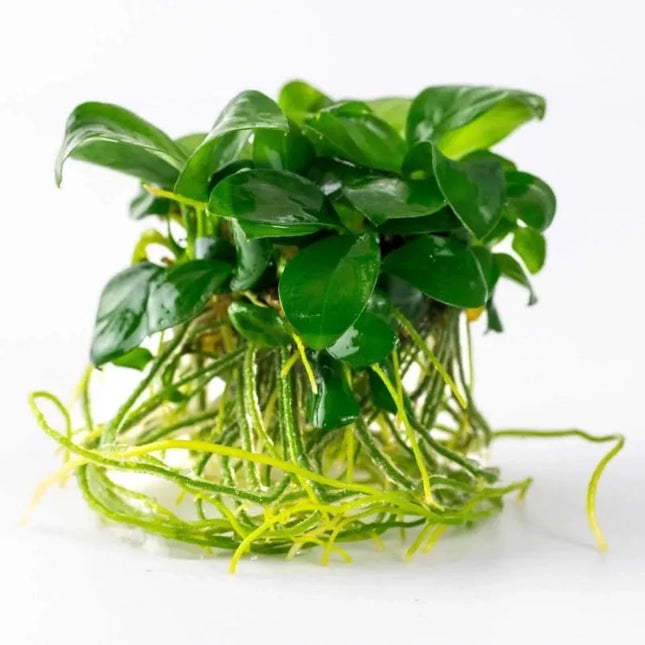 Anubias barteri var. Nana - Zwergspeerblatt | In-Vitro AquaLifeScape