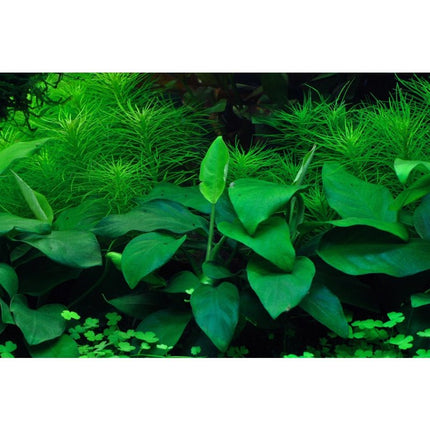 Anubias barteri var. Nana - Zwergspeerblatt | In - Vitro - AquaLifeScape