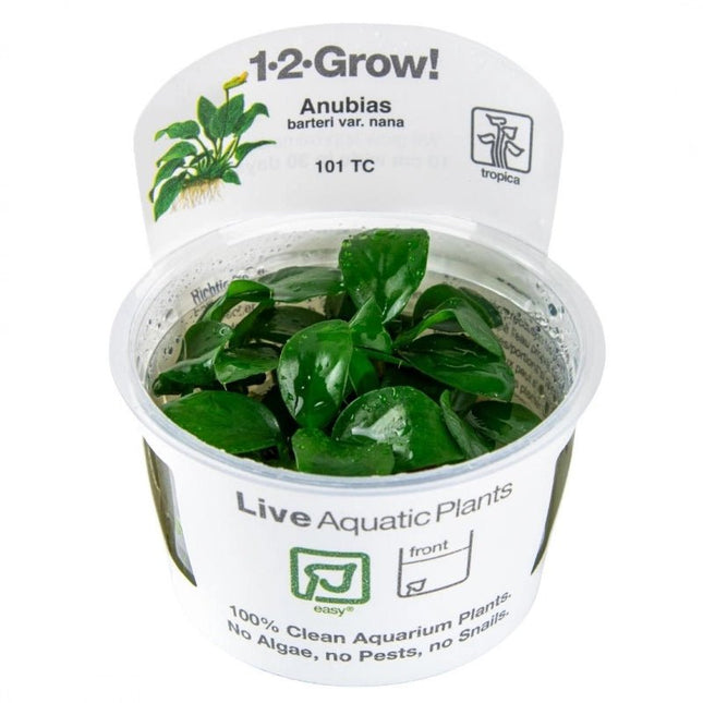 Anubias barteri var. Nana - Zwergspeerblatt | In - Vitro - AquaLifeScape