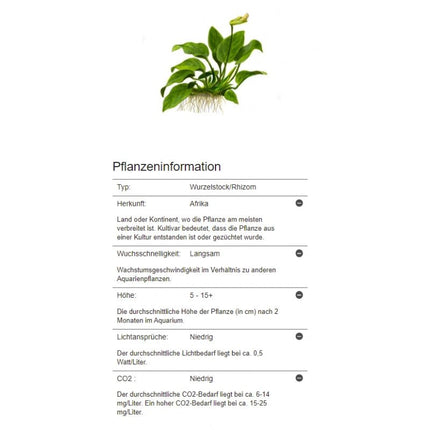 Anubias barteri var. Nana - Zwergspeerblatt | In - Vitro - AquaLifeScape
