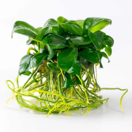 Anubias barteri var. Nana - Zwergspeerblatt | In - Vitro - AquaLifeScape