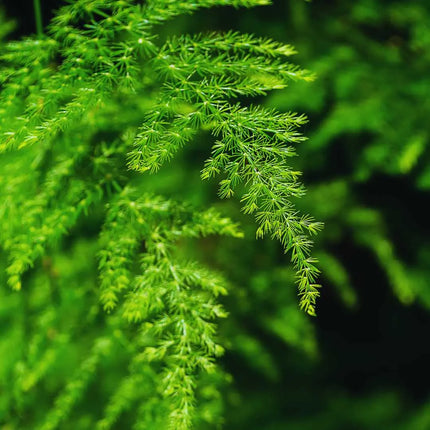 Asparagus setaceus - AquaLifeScape