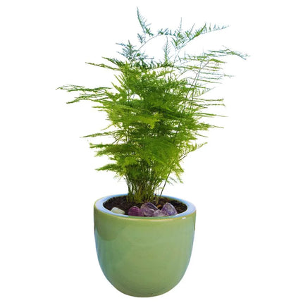 Asparagus setaceus - AquaLifeScape