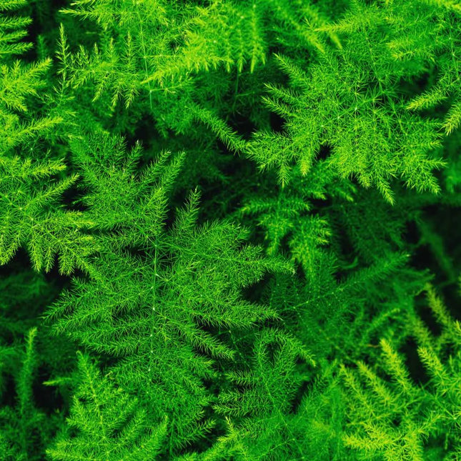 Asparagus setaceus - AquaLifeScape