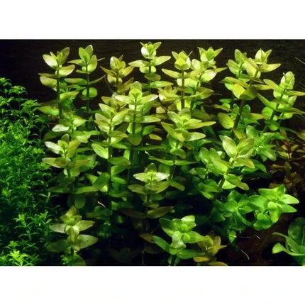 Bacopa caroliniana - Großes Fettblatt | In-Vitro AquaLifeScape