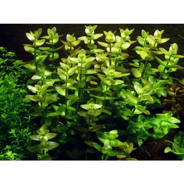 Bacopa caroliniana - Großes Fettblatt | In-Vitro AquaLifeScape