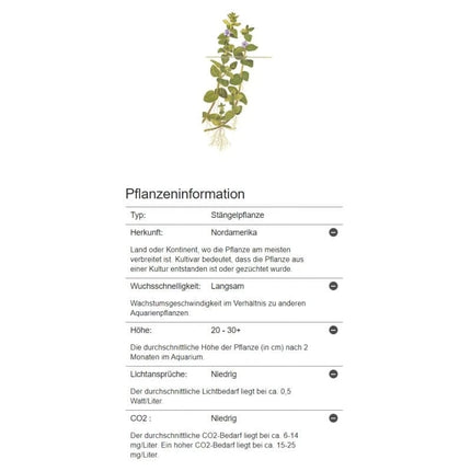 Bacopa caroliniana - Großes Fettblatt | In-Vitro AquaLifeScape