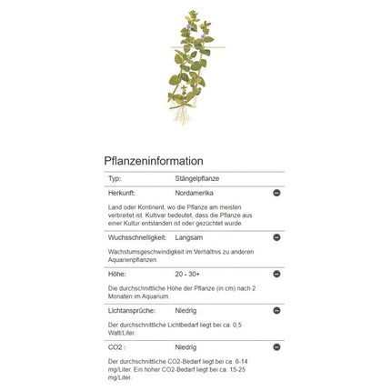Bacopa caroliniana - Großes Fettblatt | In - Vitro - AquaLifeScape