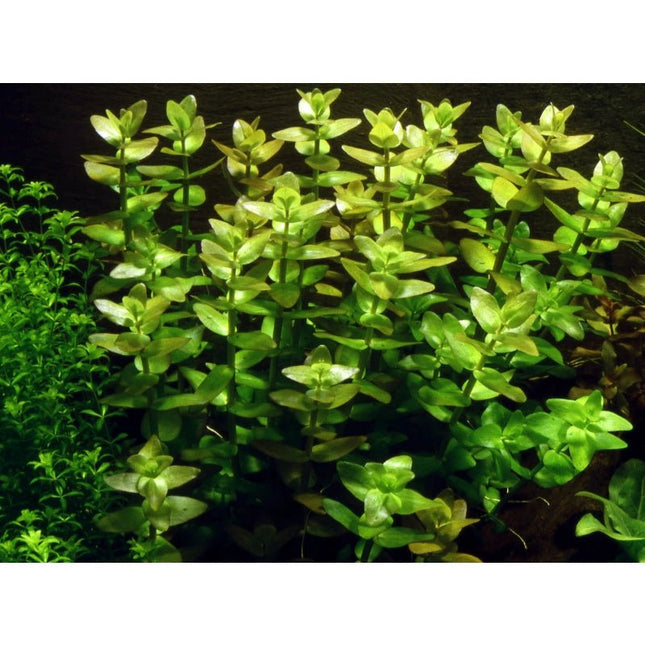 Bacopa caroliniana - Großes Fettblatt | In - Vitro - AquaLifeScape