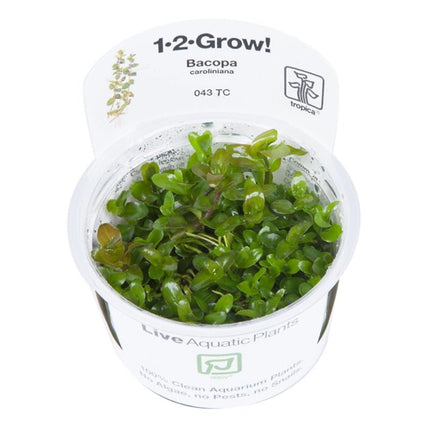Bacopa caroliniana - Großes Fettblatt | In - Vitro - AquaLifeScape