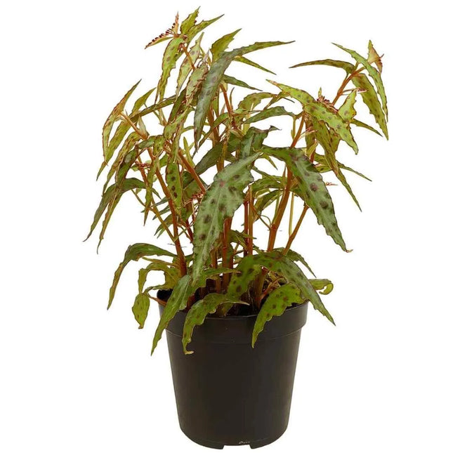 Begonia amphioxus - AquaLifeScape