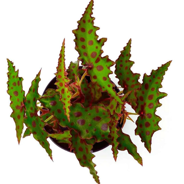 Begonia amphioxus - AquaLifeScape