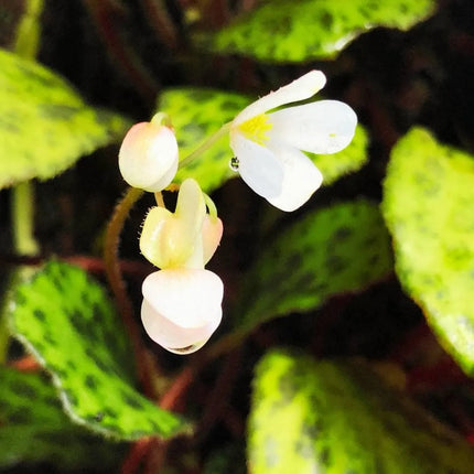Begonia blancii - AquaLifeScape