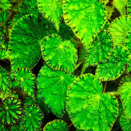 Begonia bowerae - AquaLifeScape