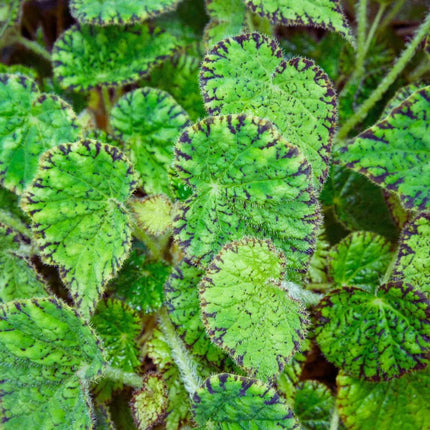Begonia bowerae - AquaLifeScape