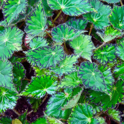 Begonia bowerae - AquaLifeScape