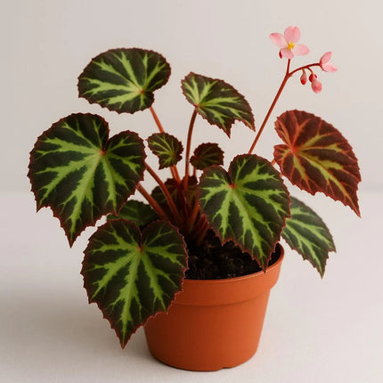 Begonia cleopatrae - AquaLifeScape