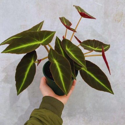 Begonia listada - AquaLifeScape