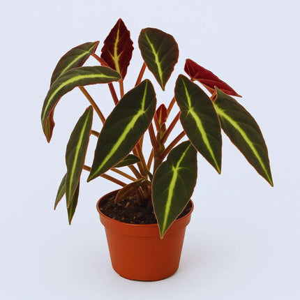 Begonia listada - AquaLifeScape