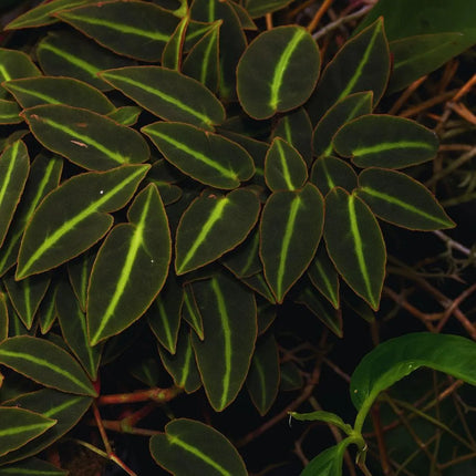 Begonia listada - AquaLifeScape