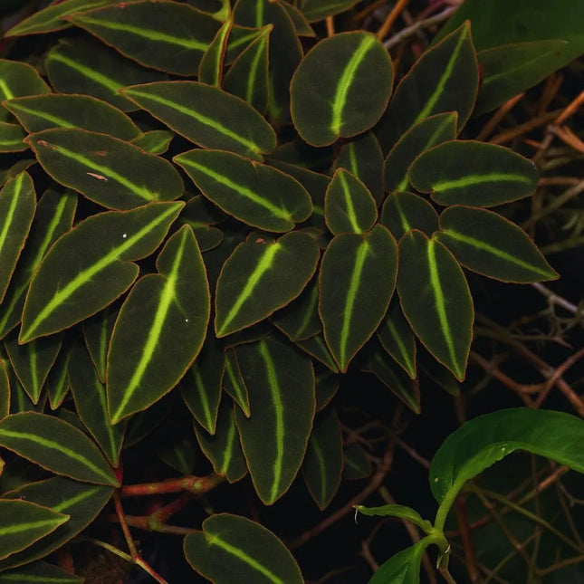 Begonia listada - AquaLifeScape