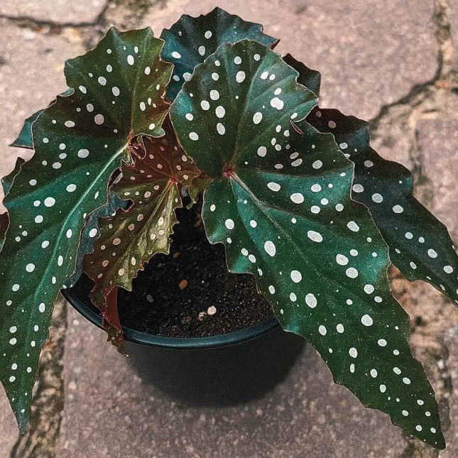 Begonia macculata Black Forest - AquaLifeScape