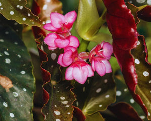 Begonia maculata - AquaLifeScape