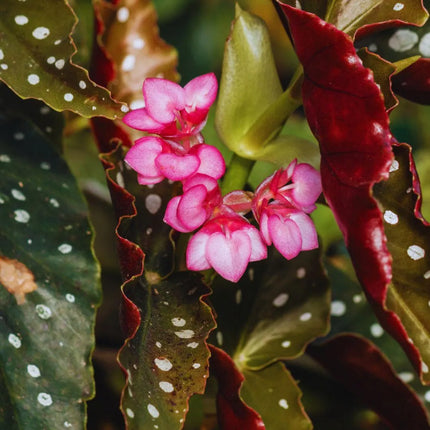 Begonia maculata - AquaLifeScape