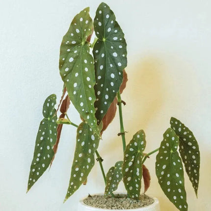 Begonia maculata - AquaLifeScape