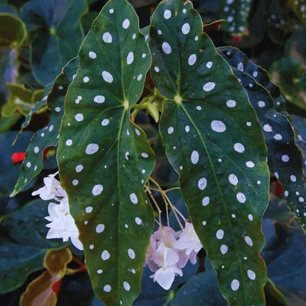 Begonia maculata - AquaLifeScape