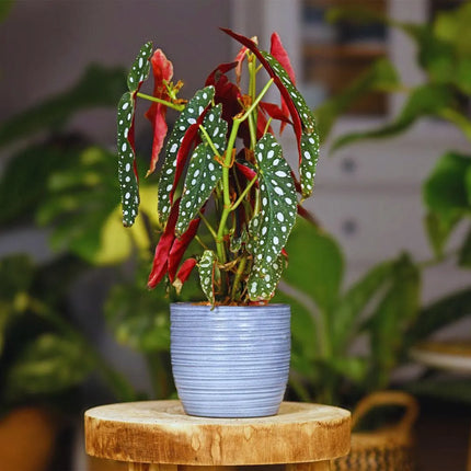 Begonia maculata - AquaLifeScape