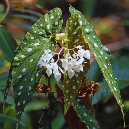 Begonia maculata - AquaLifeScape