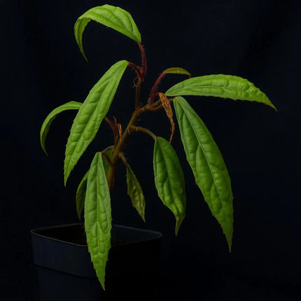 Begonia montis - elephantis - AquaLifeScape