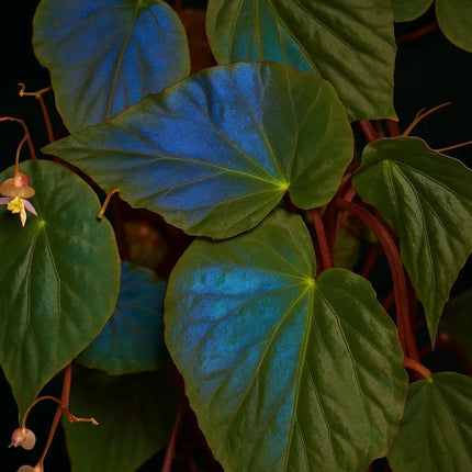Begonia pavonina - AquaLifeScape