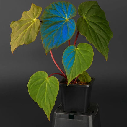 Begonia pavonina - AquaLifeScape